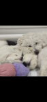 Puppies for sale