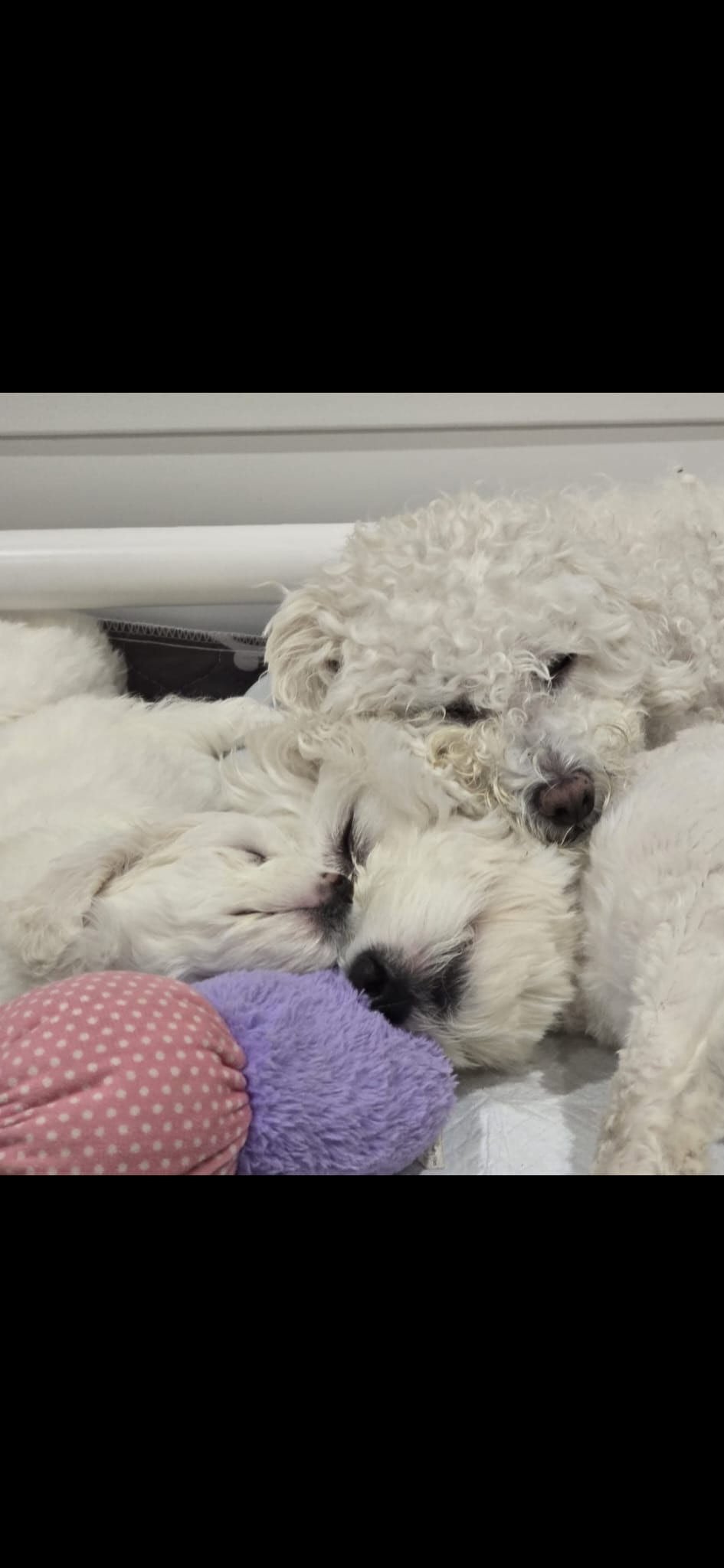 Puppies for sale