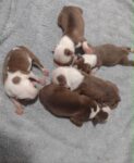 Boston Terriers Puppies for sale from Middleton, New Brunswick.