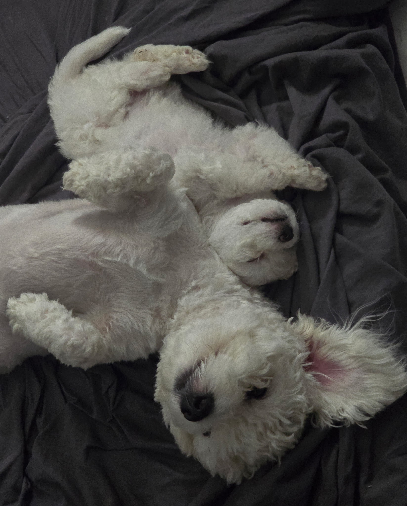 Puppies for sale