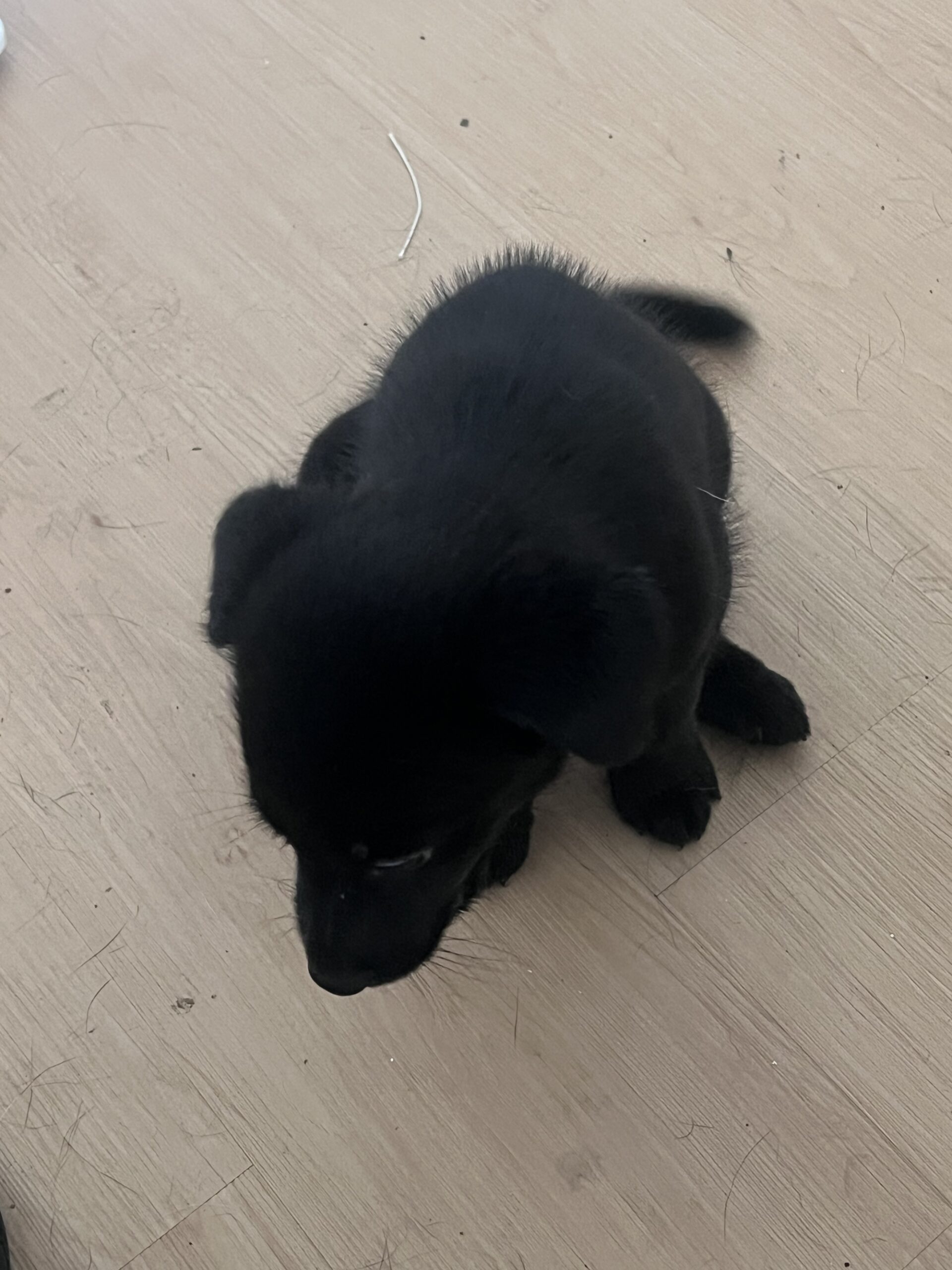 Puppies for sale