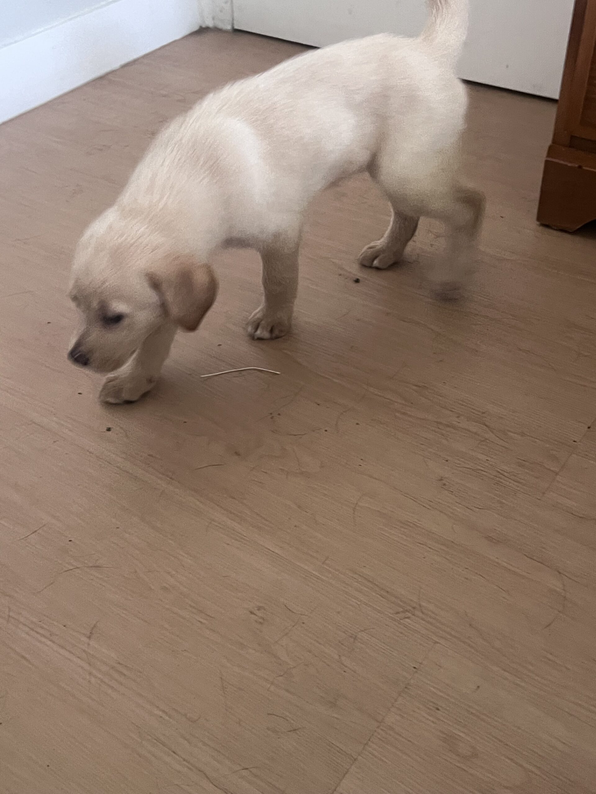 Puppies for sale