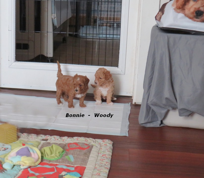 Puppies for sale