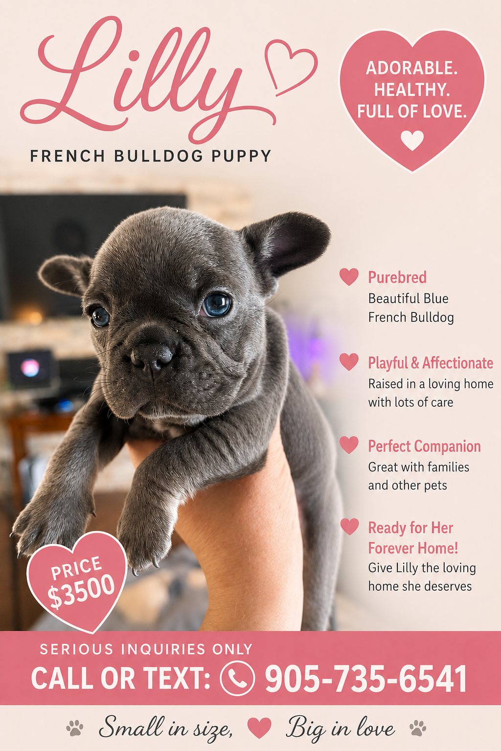 French Bulldog puppy for sale in Welland, Ontario on GetaPuppy.ca