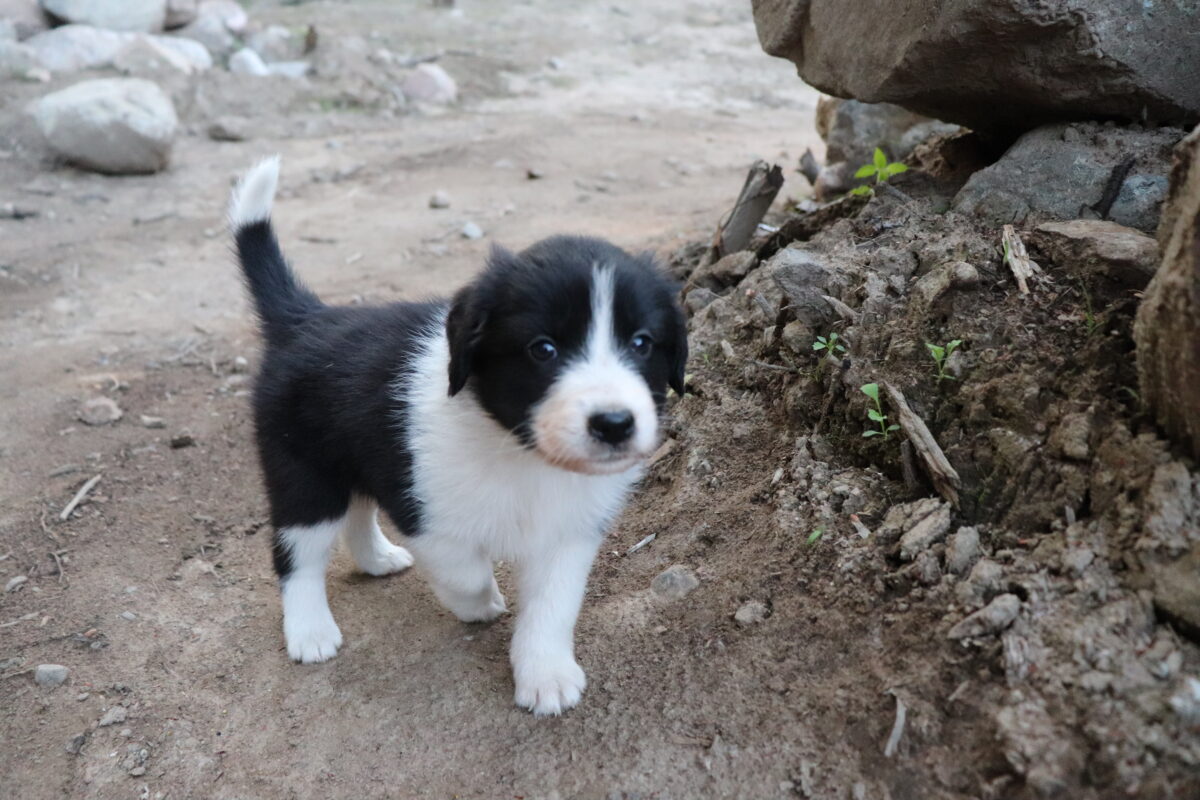 Puppies for sale