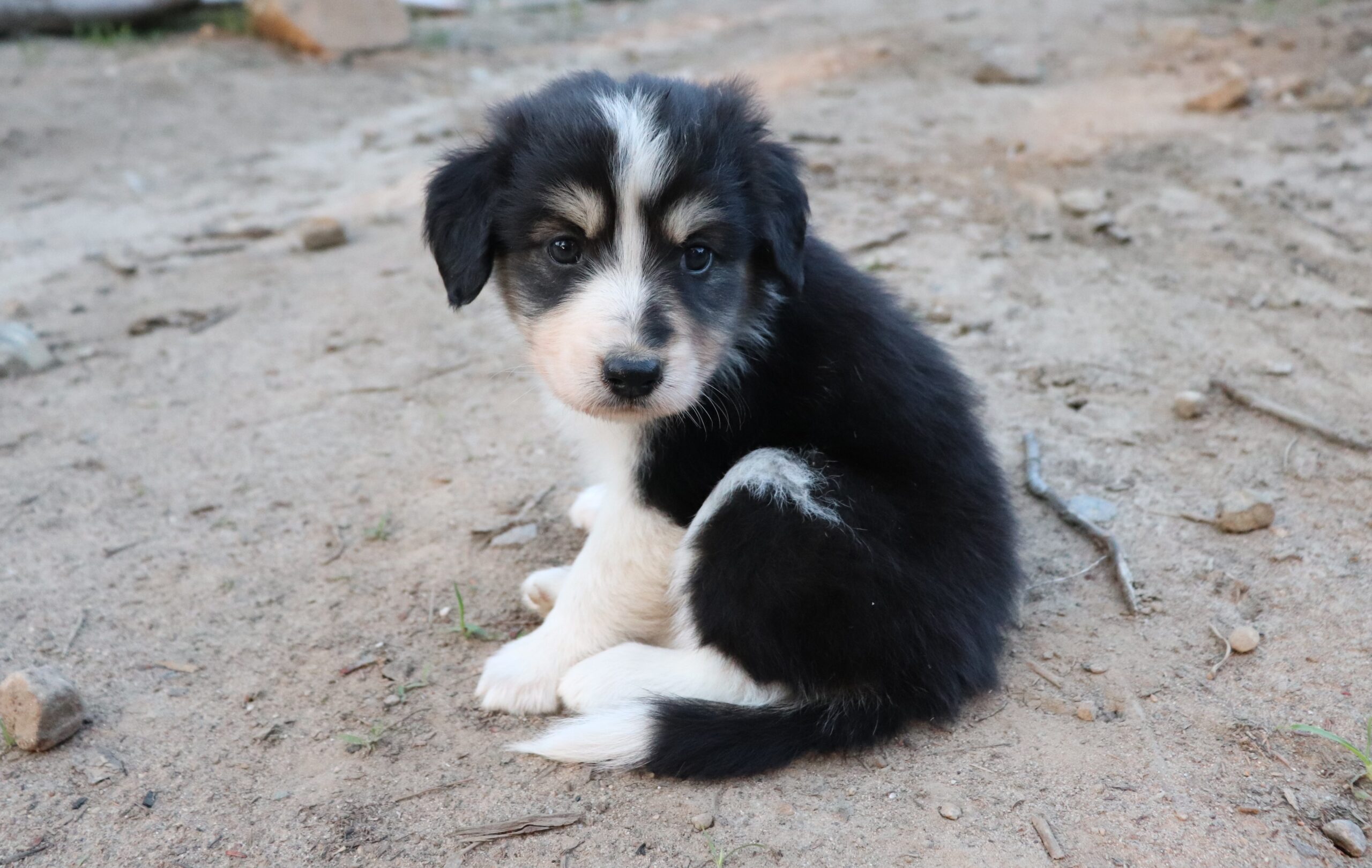 Puppies for sale