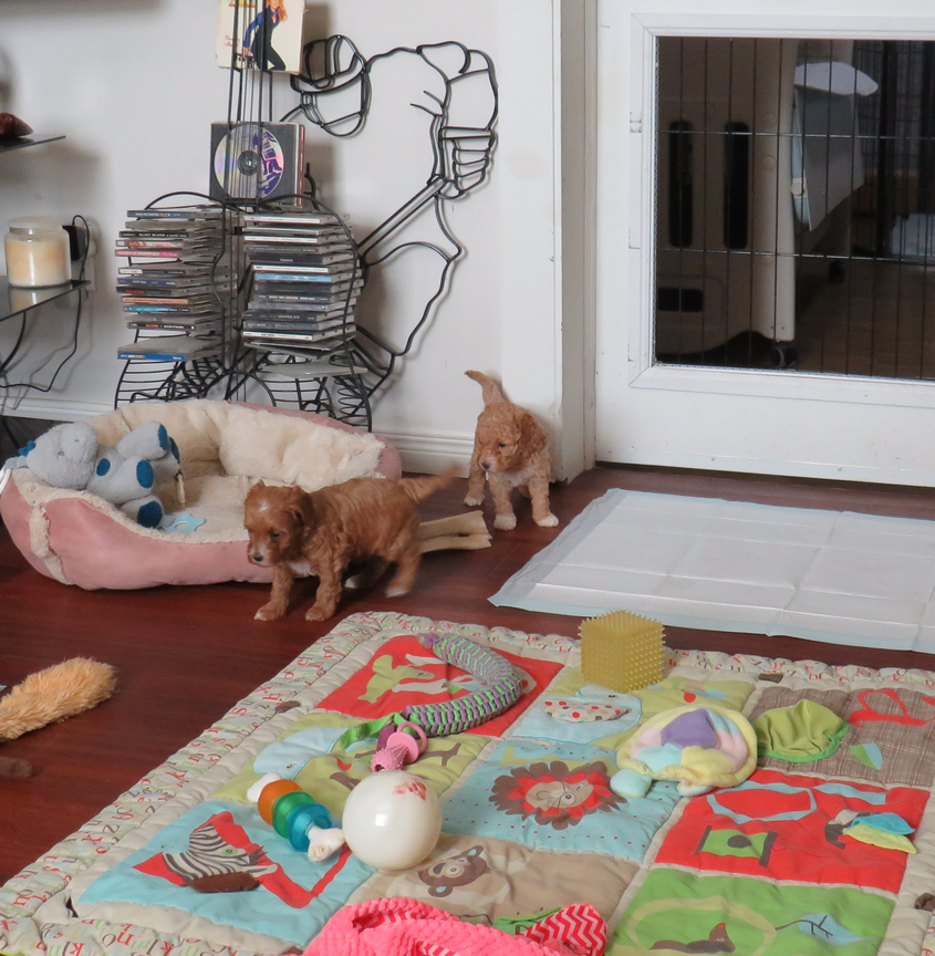 Puppies for sale