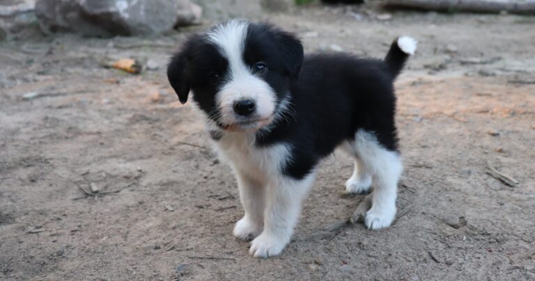 AUSSIE/POLISH TATRA pups – born June 1st