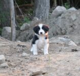 Puppies for sale