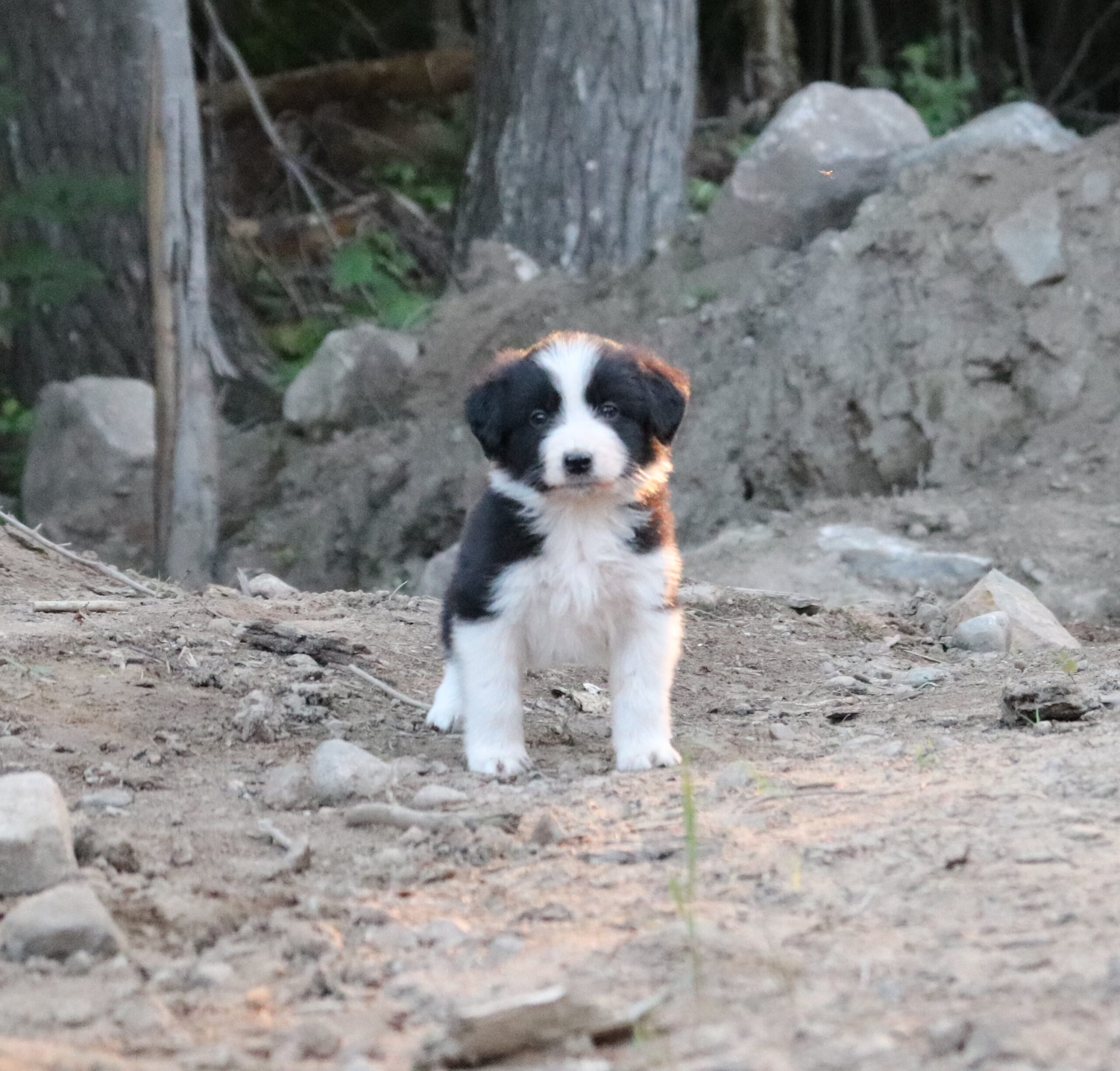 Puppies for sale