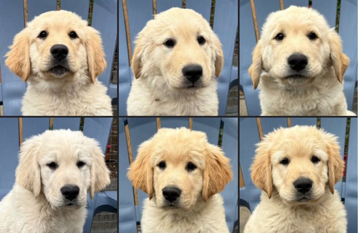 Great Pyrenees x Golden Retriever Puppies