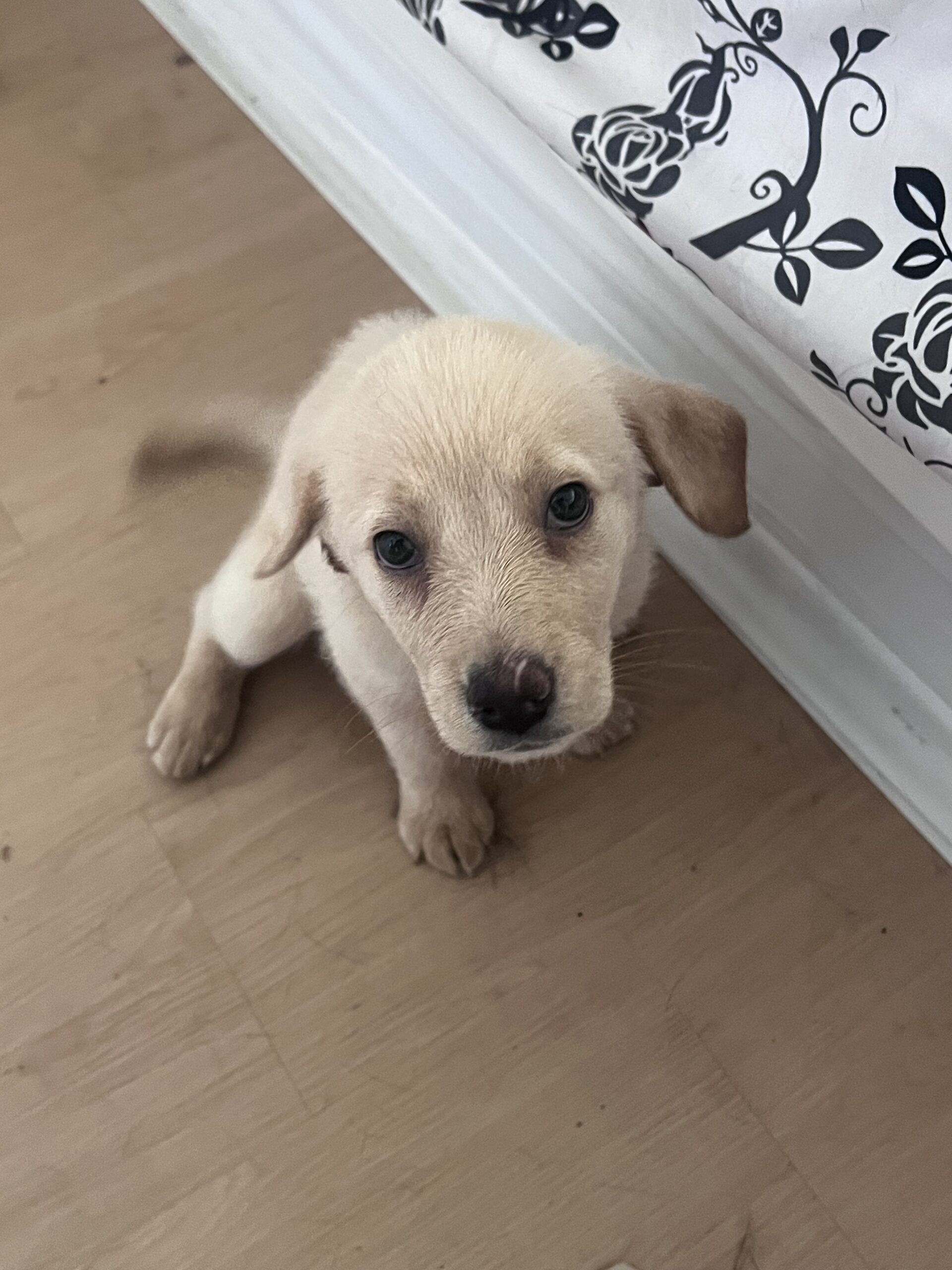 Puppies for sale