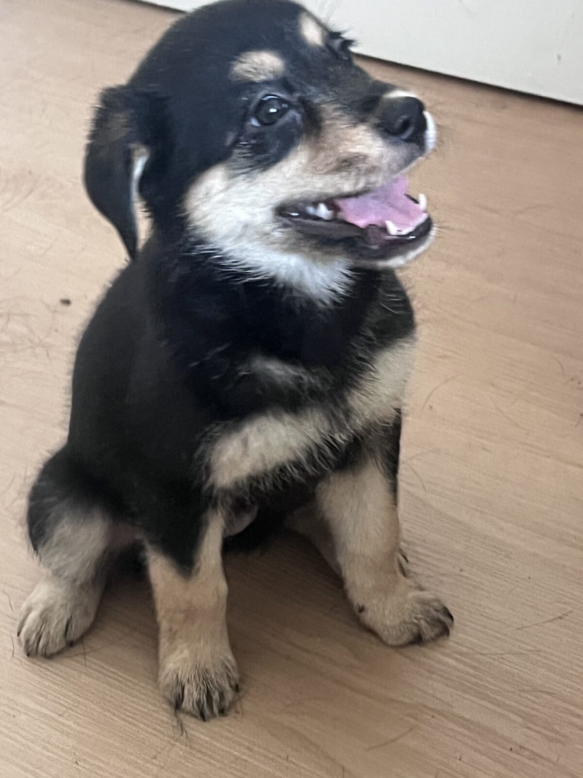 Puppies for sale