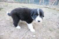 Puppies for sale