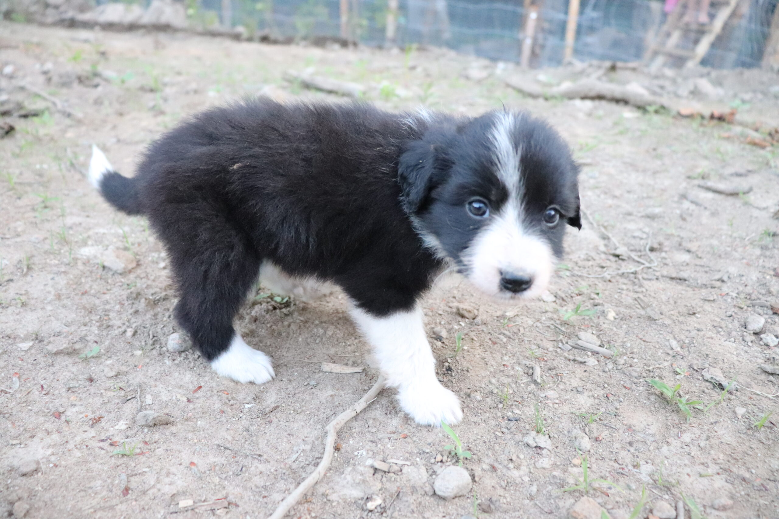 Puppies for sale