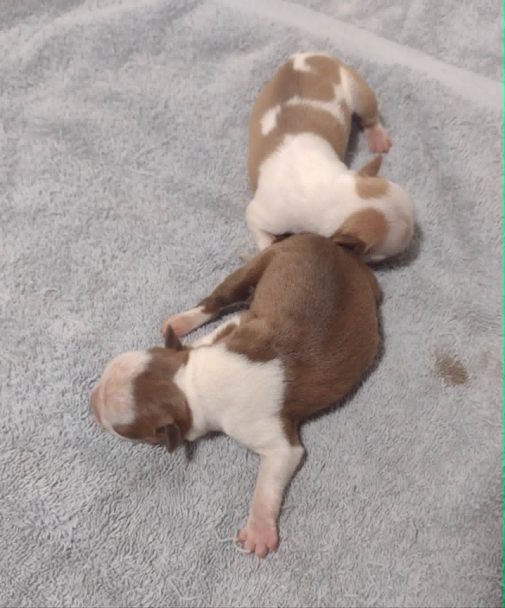 Boston Terriers Puppies for sale from Middleton, New Brunswick.
