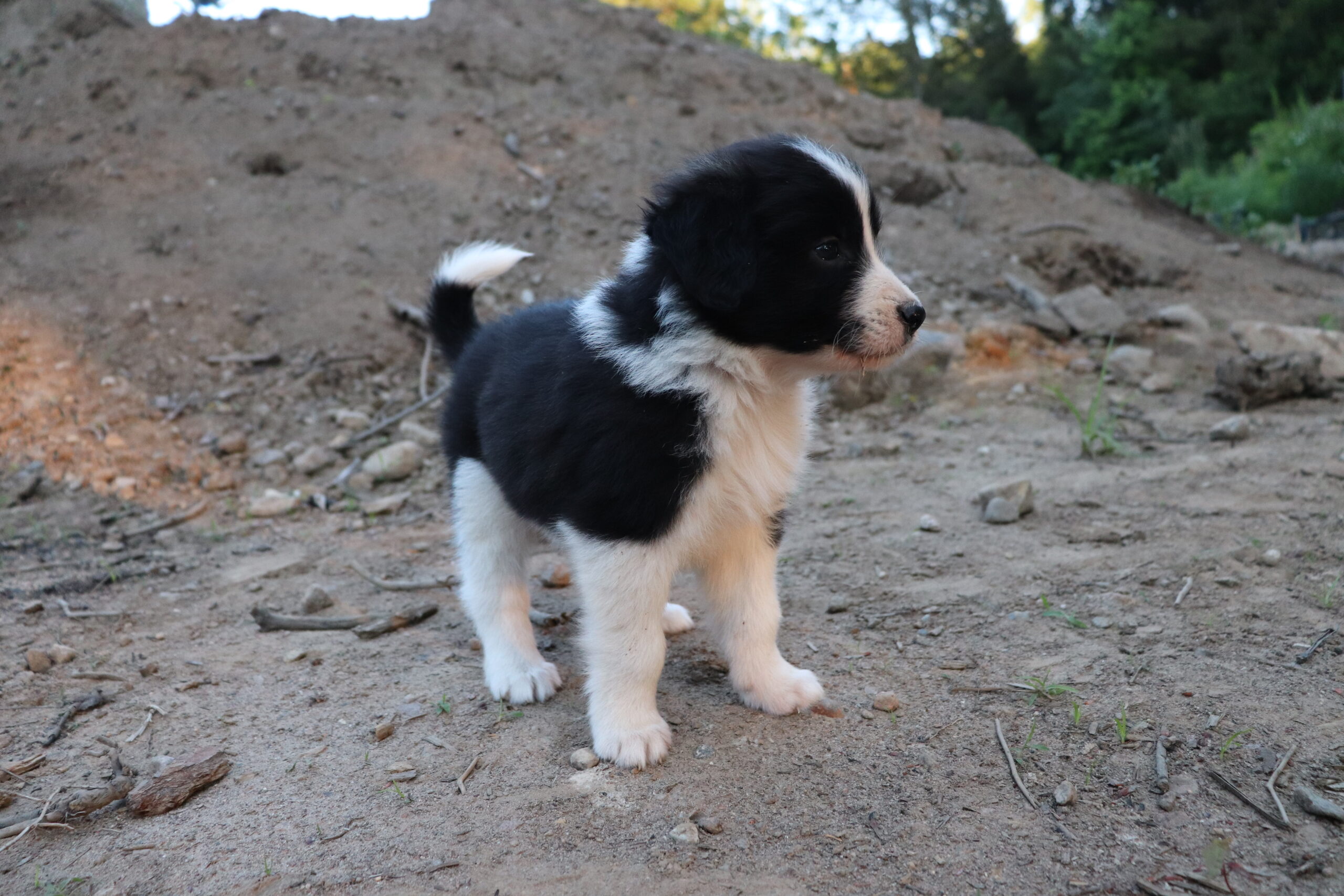 Puppies for sale