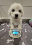 Puppies for sale