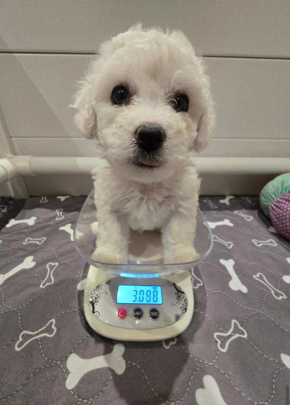 Puppies for sale