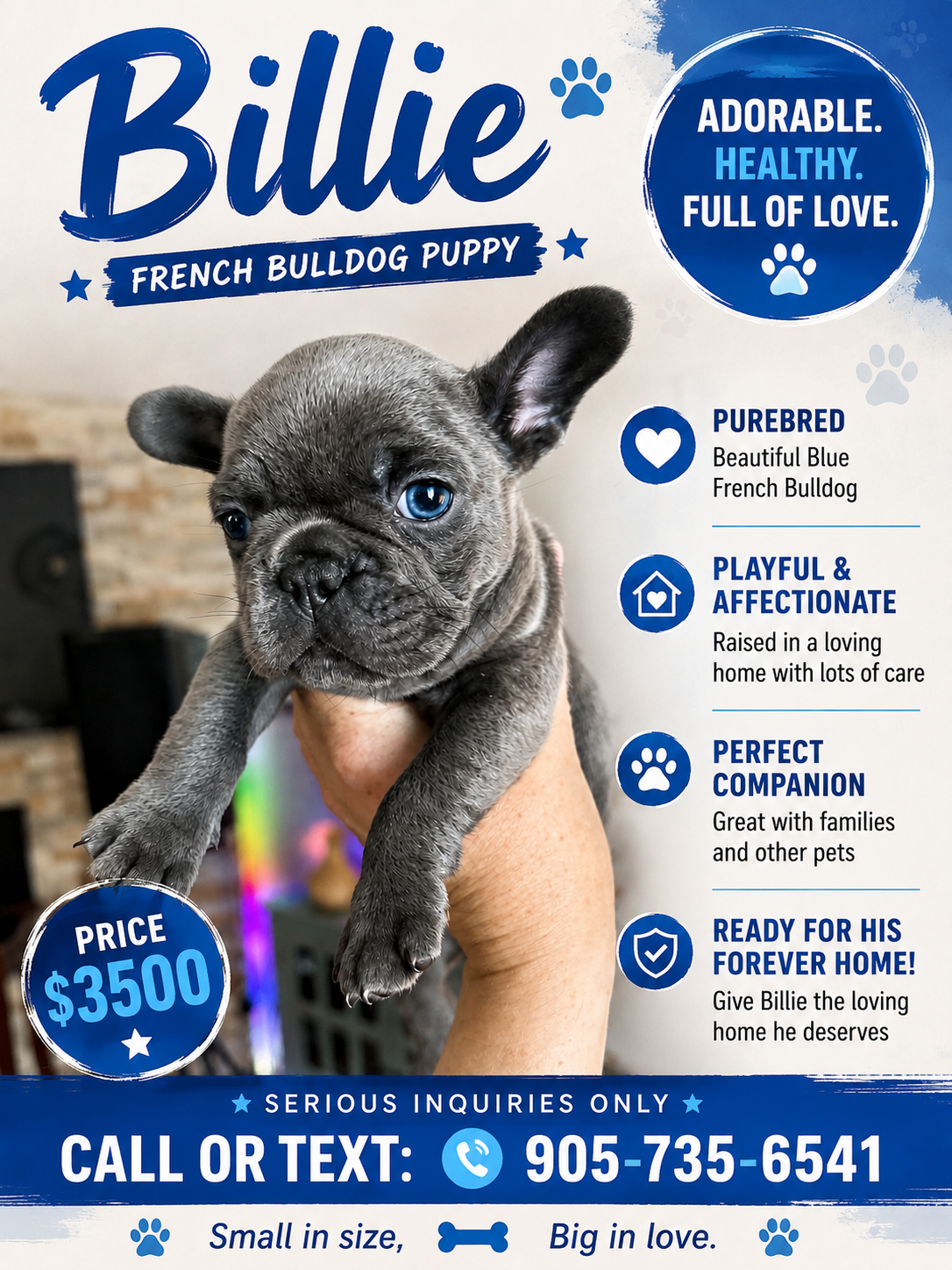 Purebred French Bulldogs