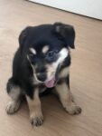 Puppies for sale