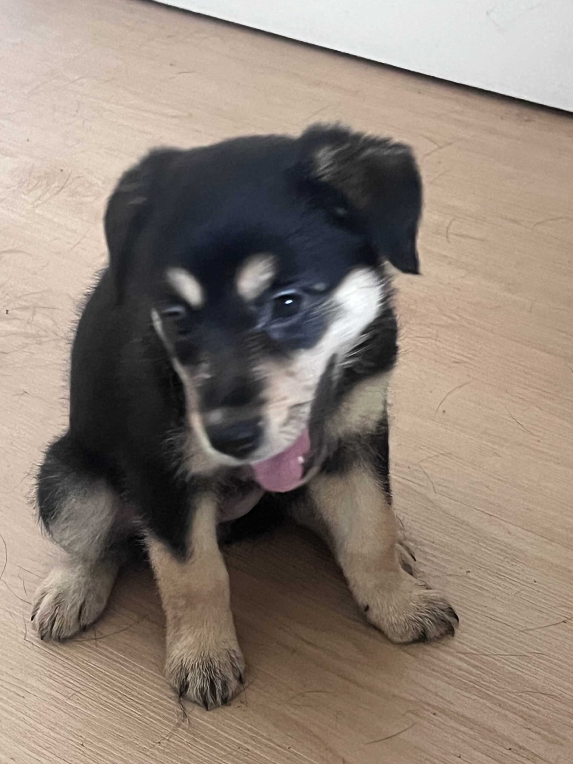 Puppies for sale