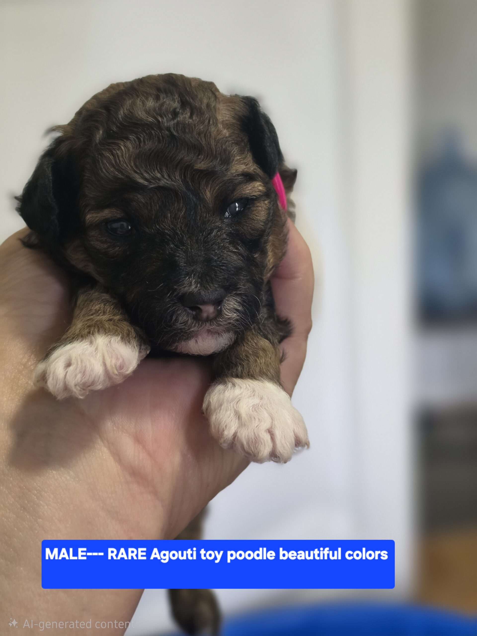 Puppies for sale