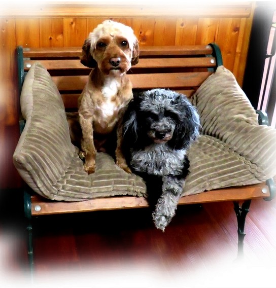 Puppies for sale