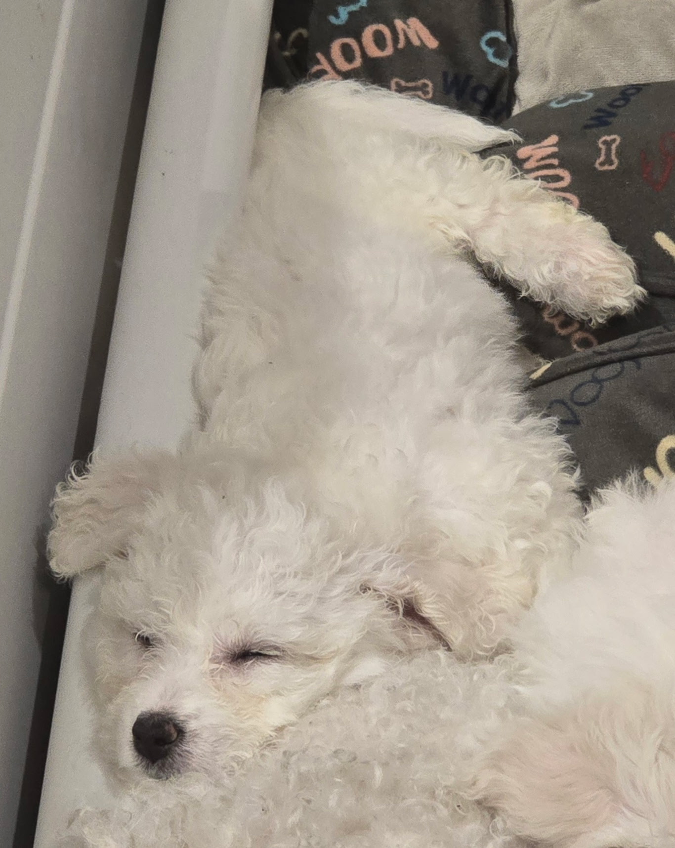 Puppies for sale